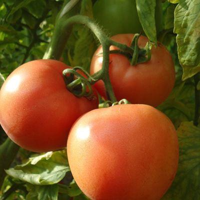 厂家直销水果番茄种子迪欧一号 抗病高产西红柿种子蔬菜种子